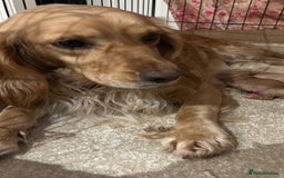 Cockapoo dogs for sale: Cockapoos ready now - Image 10