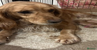 Cockapoo dogs - Advert 6