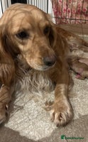 Cockapoo dogs - Advert 1