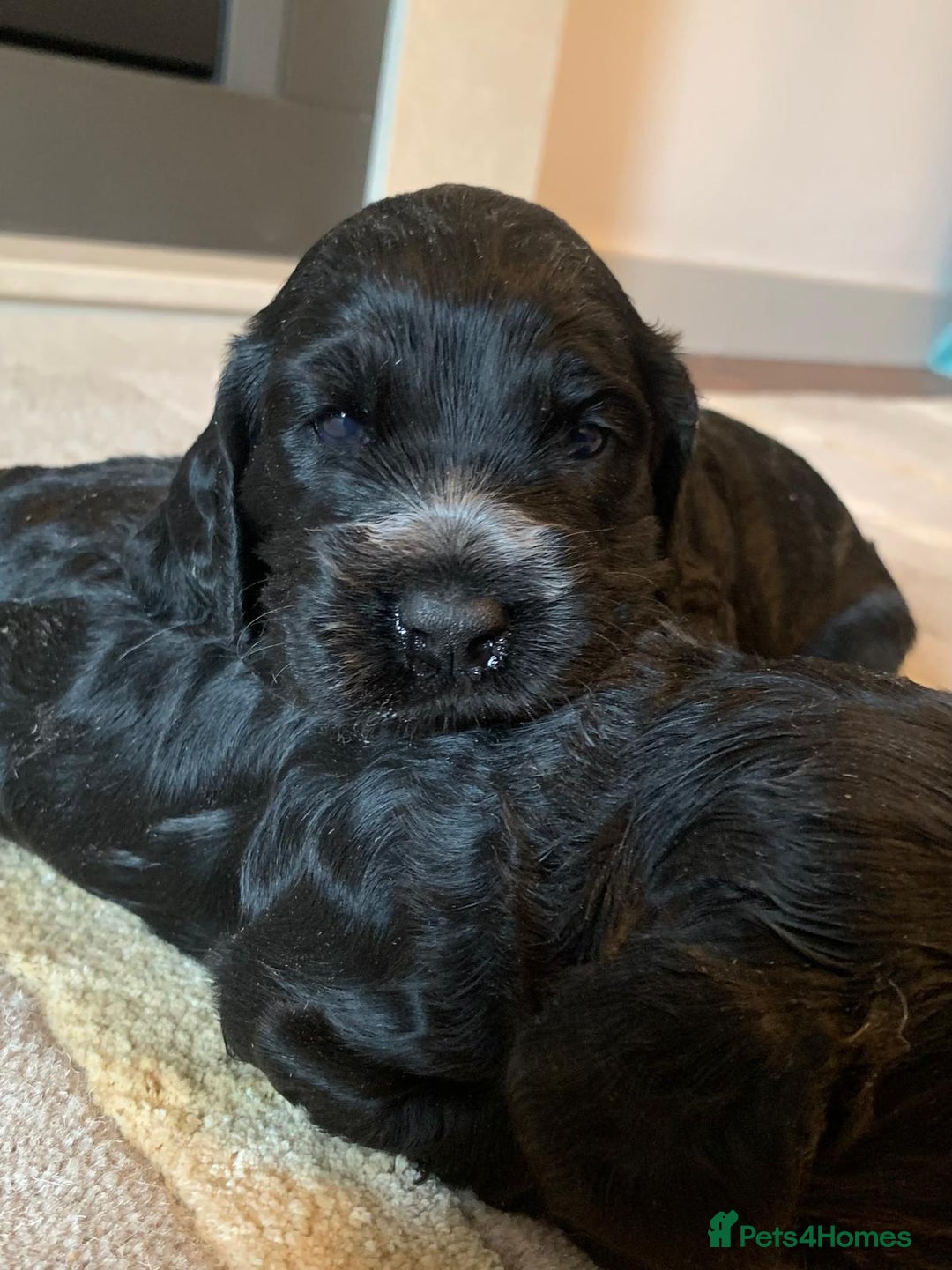 Cocker Spaniel dogs for sale: COCKER SPANIELS - Advert 13