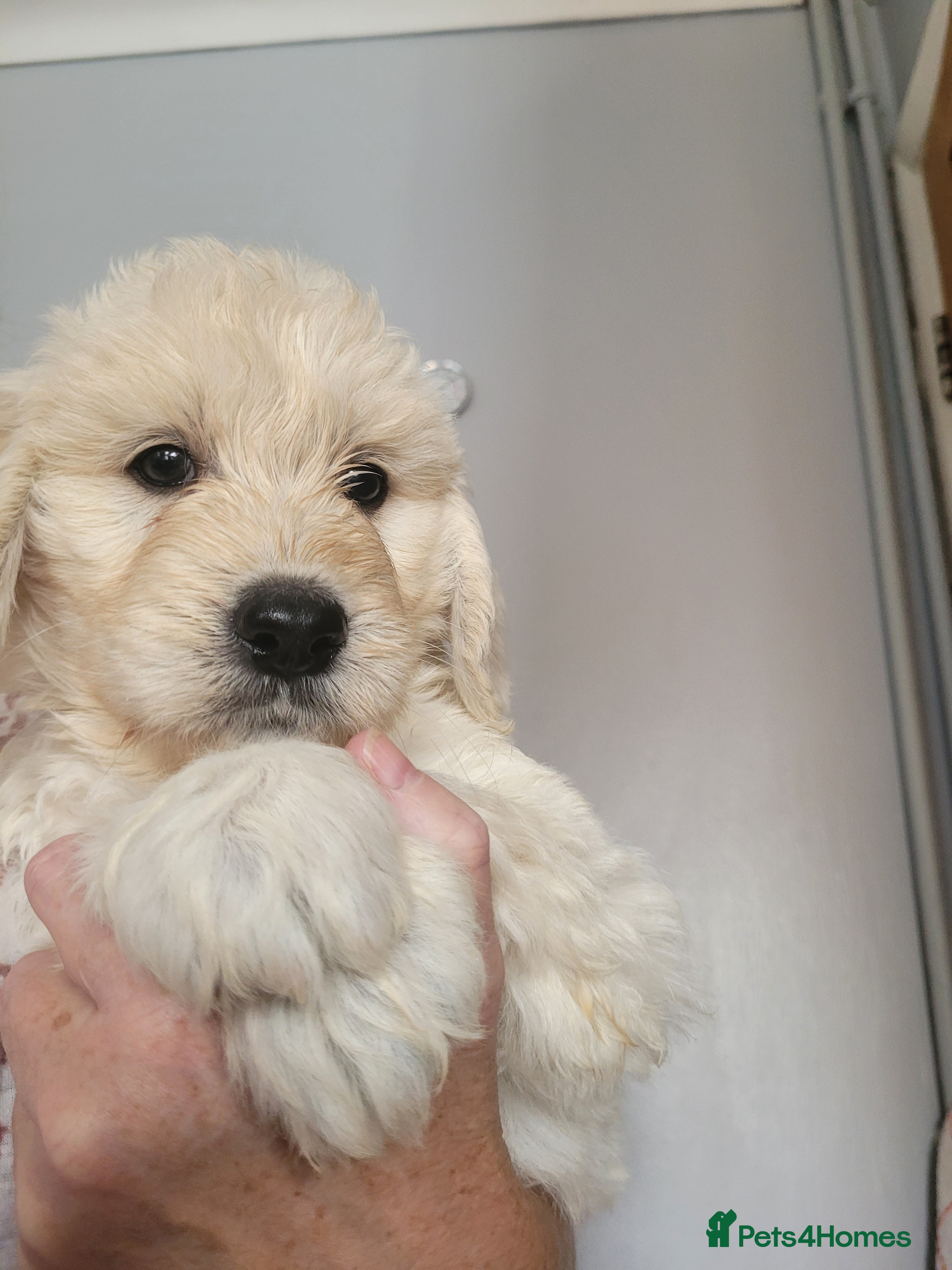 Goldendoodle dogs Goldendoodles. Extensively health tested parents - Advert 2