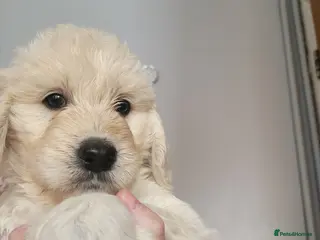 Goldendoodle dogs Goldendoodles. Extensively health tested parents - Advert 2