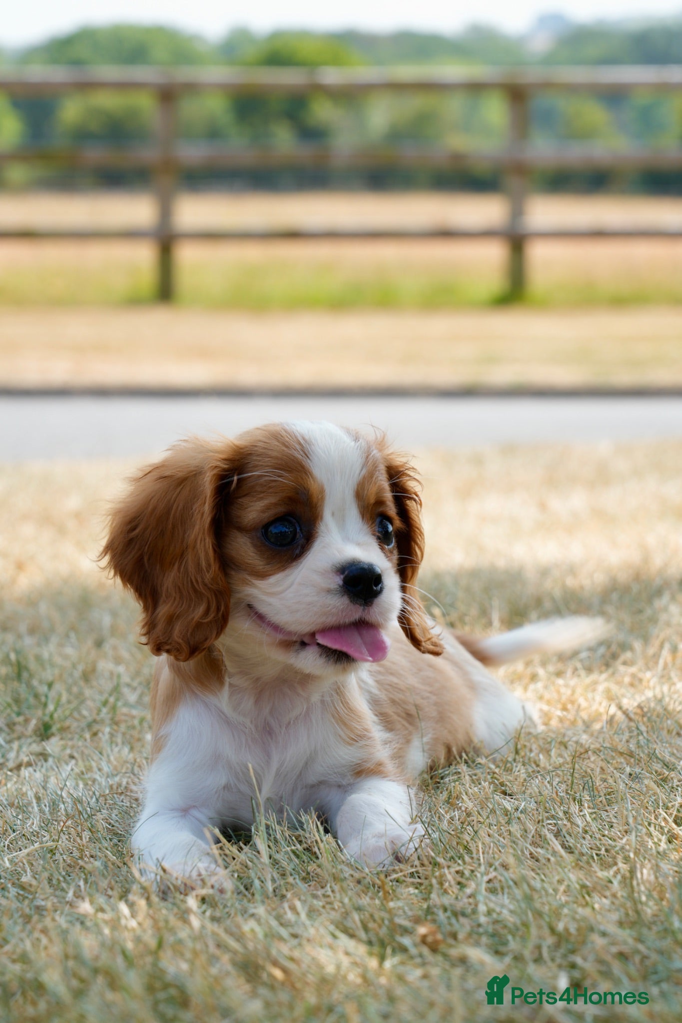 Cavalier King Charles Spaniel dogs ⭐️Cavalier King Charles puppies⭐️ - Advert 2