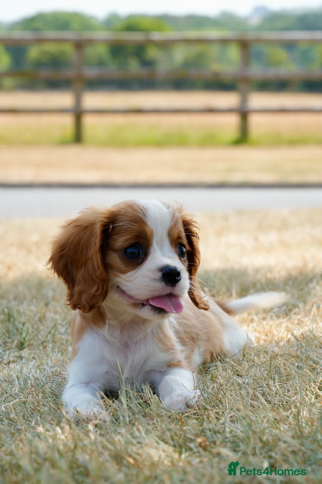 Cavalier King Charles Spaniel dogs for sale: ⭐️Cavalier King Charles puppies⭐️ - Advert 2