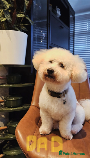 Bichon Frise dogs 🐶 Pure Bichon Frise Puppies for Sale 🐶 - Advert 2