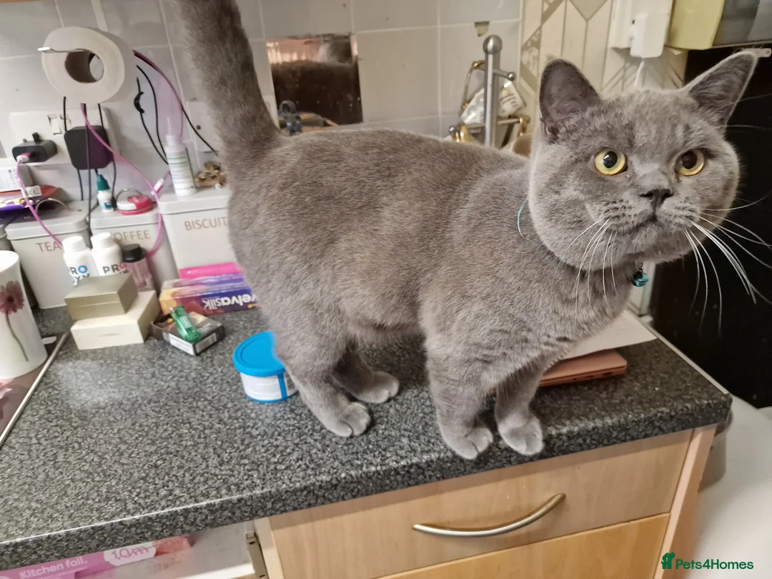 British Shorthair cats for sale: Big loving elvis - Advert 2