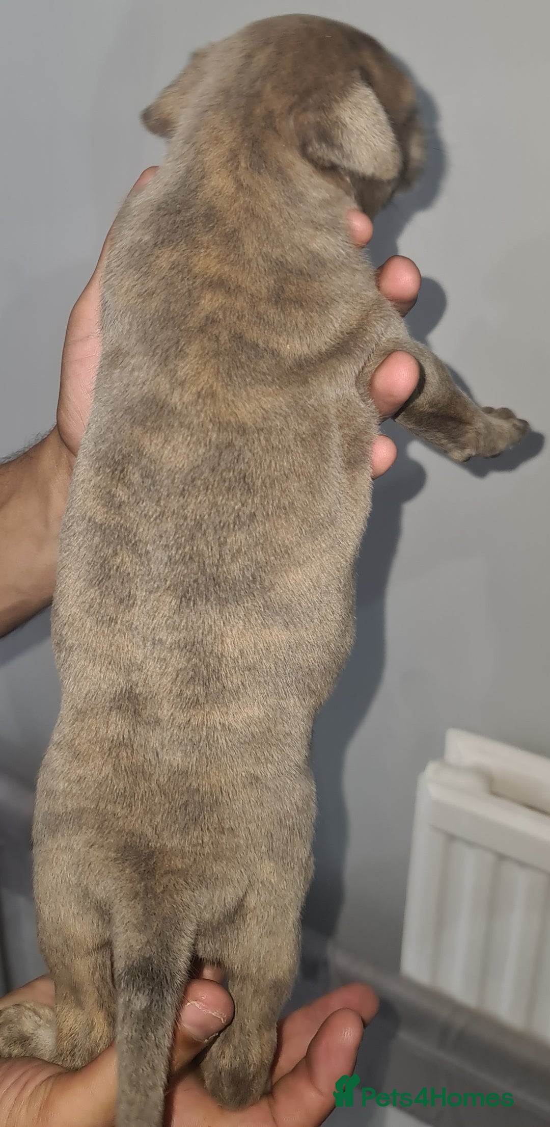 Mixed Breed dogs for sale: Top level Crossbreed pups - Image 11