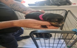 Rottweiler dogs for sale: Rottweiler puppy's  in Stoke-on-Trent - Image 5