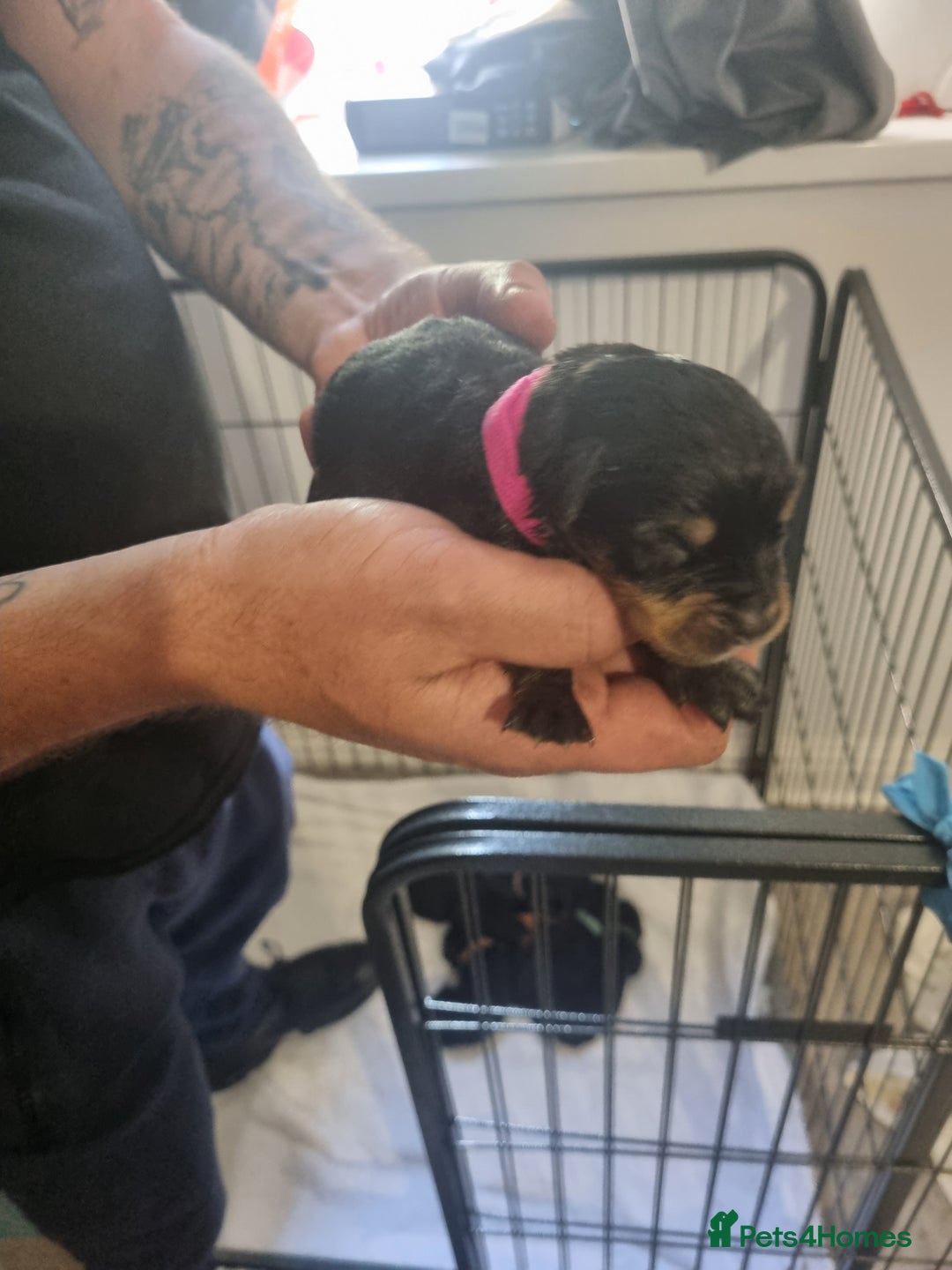 Rottweiler dogs for sale: Rottweiler puppy's  in Stoke-on-Trent - Image 5