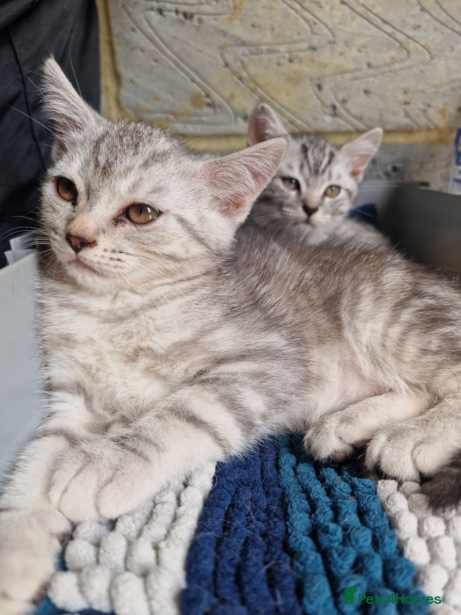 British Shorthair cats 2 Beautiful British Short-hair and X daddy kittens - Advert 2