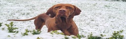 Hungarian Vizsla dogs for stud: Hungarian Vizsla Stud Dog, Very Experienced in Leominster - Advert 7