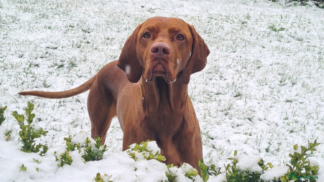 Hungarian Vizsla dogs for stud: Hungarian Vizsla Stud Dog, Very Experienced in Leominster - Advert 7
