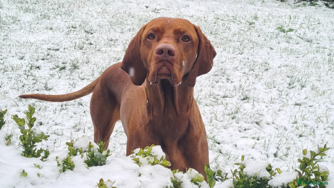 Hungarian Vizsla dogs for stud: Hungarian Vizsla Stud Dog, Very Experienced in Leominster - Advert 7