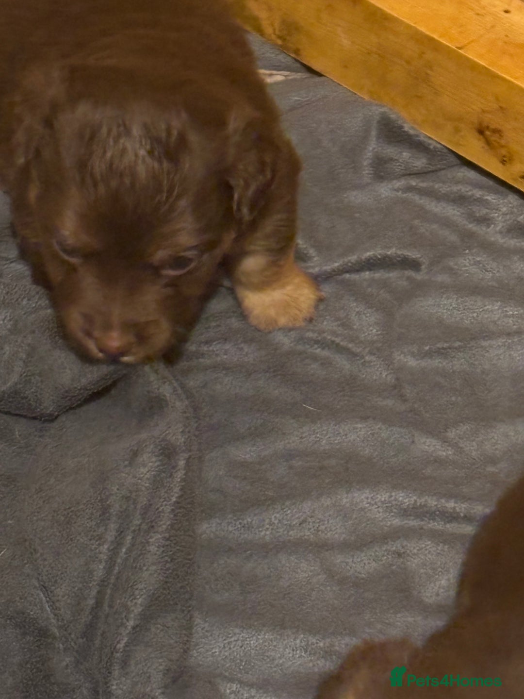 Jack Russell dogs for sale: Trad.working family short legged Jack Russell  - Advert 12