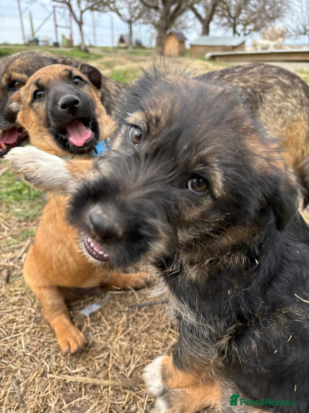 Mixed Breed dogs for adoption: BLUE, a Lovely Puppy Boy - for a Loving Home in Nottingham - Advert 34