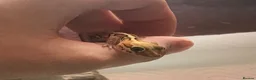 Gecko reptiles for sale: Madagascan Ground Gecko / Pictus Gecko - Advert 6