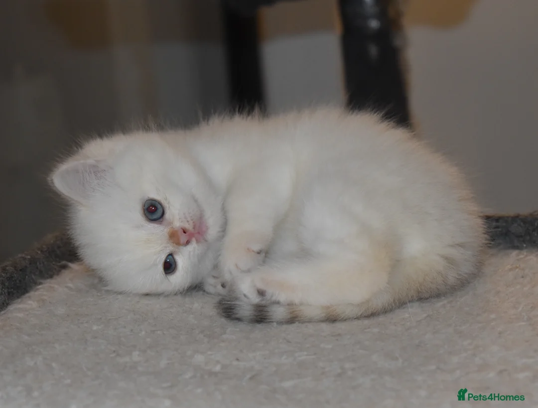 British Shorthair cats for sale: ✨🐾 Golden White BSH 🐾✨ - Advert 1