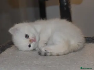 British Shorthair cats ✨🐾 Golden White BSH 🐾✨ - Advert 7