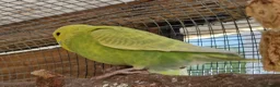 Budgerigars birds for sale: 3x 9 week old budgies ready now - Advert 12