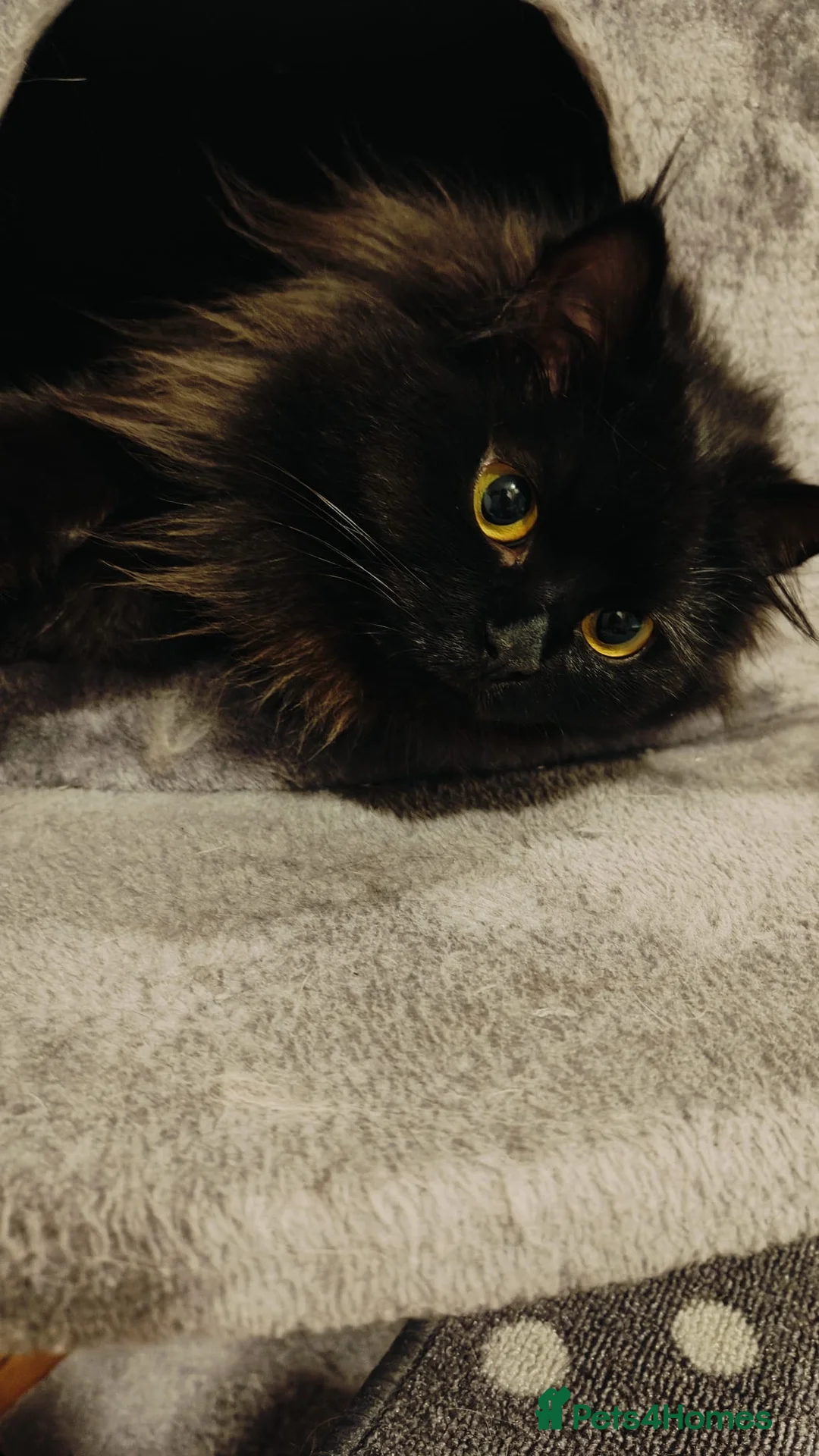 Ragdoll cats for sale: Black smoke ragdoll  - Advert 2