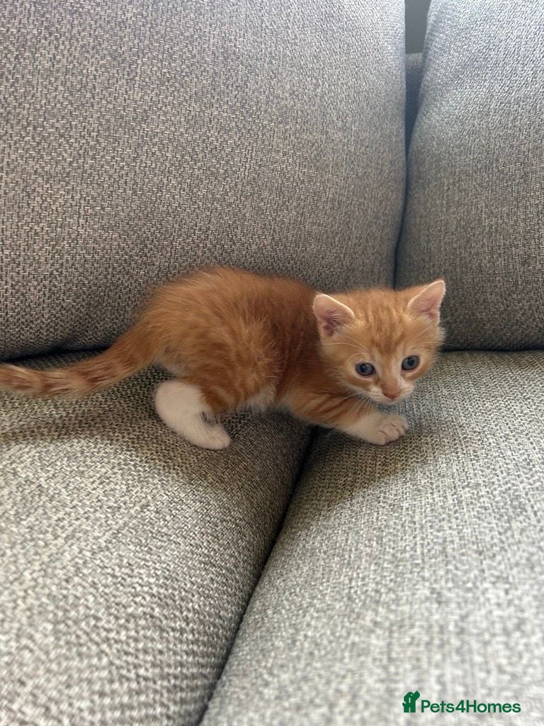 European cats Gorgeous Fluffy Ginger Kittens – 4 Boys & 1 Girl  - Advert 2