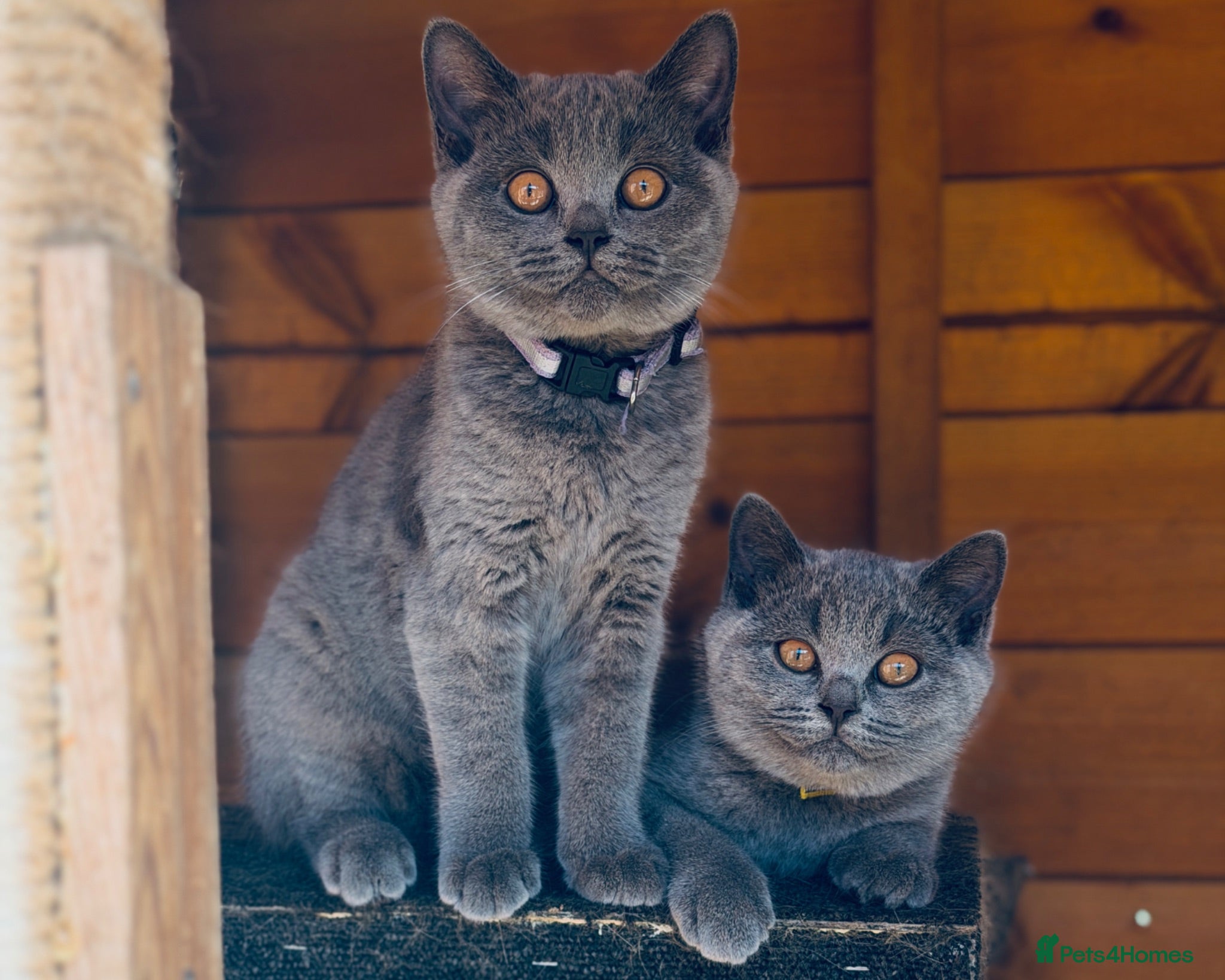 British Shorthair cats Ready to collect now! - GCCF BSH kittens!  - Advert 1