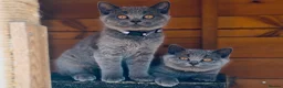 British Shorthair cats for sale: GCCF British shorthair kittens!Ready to collect! - Advert 6