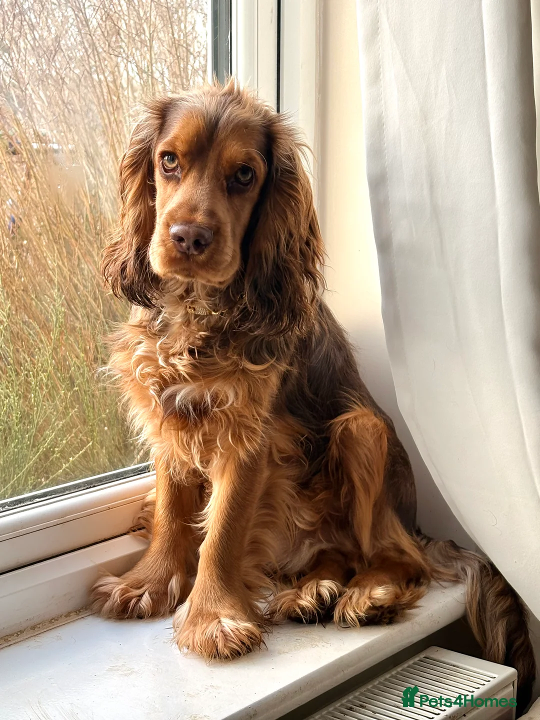 Cocker Spaniel dogs for sale: 1 MALE COCKER PUP LEFT✨ - Advert 12