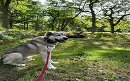 Mixed Breed dogs for sale: 🐾 Armenian Shepherd Security Dog - Meet Mango 🐾 - Image 7
