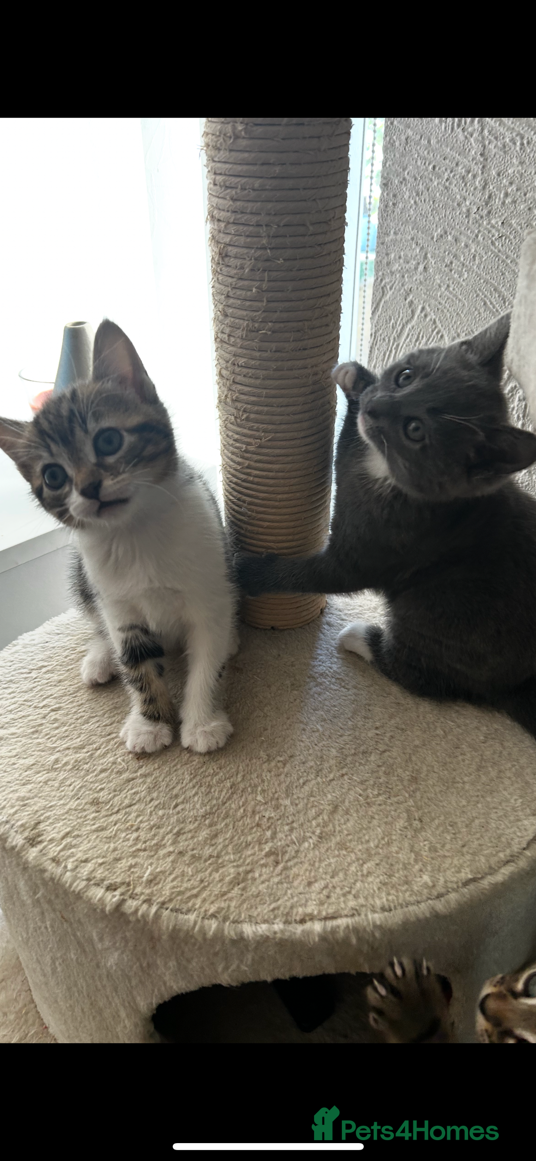 Mixed Breed cats for sale: Kittens for sale - Advert 12