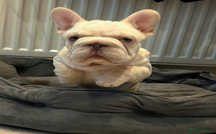 French Bulldog dogs - Advert 14