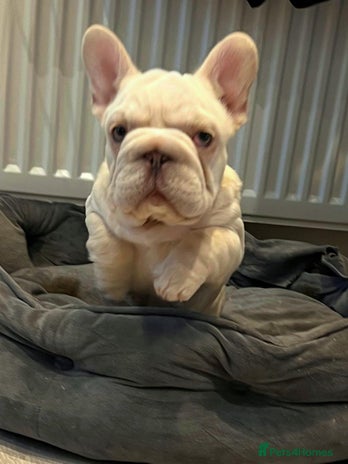 French Bulldog dogs - Advert 16