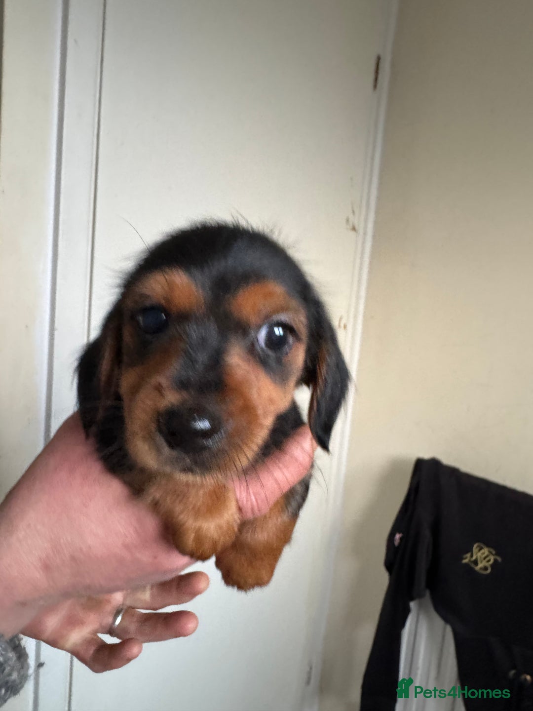 Mixed Breed dogs for sale: Minituar yorkie cross dashound puppies - Image 5