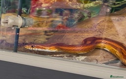 Corn Snake reptiles for sale: Corn snake and viv - Image 2