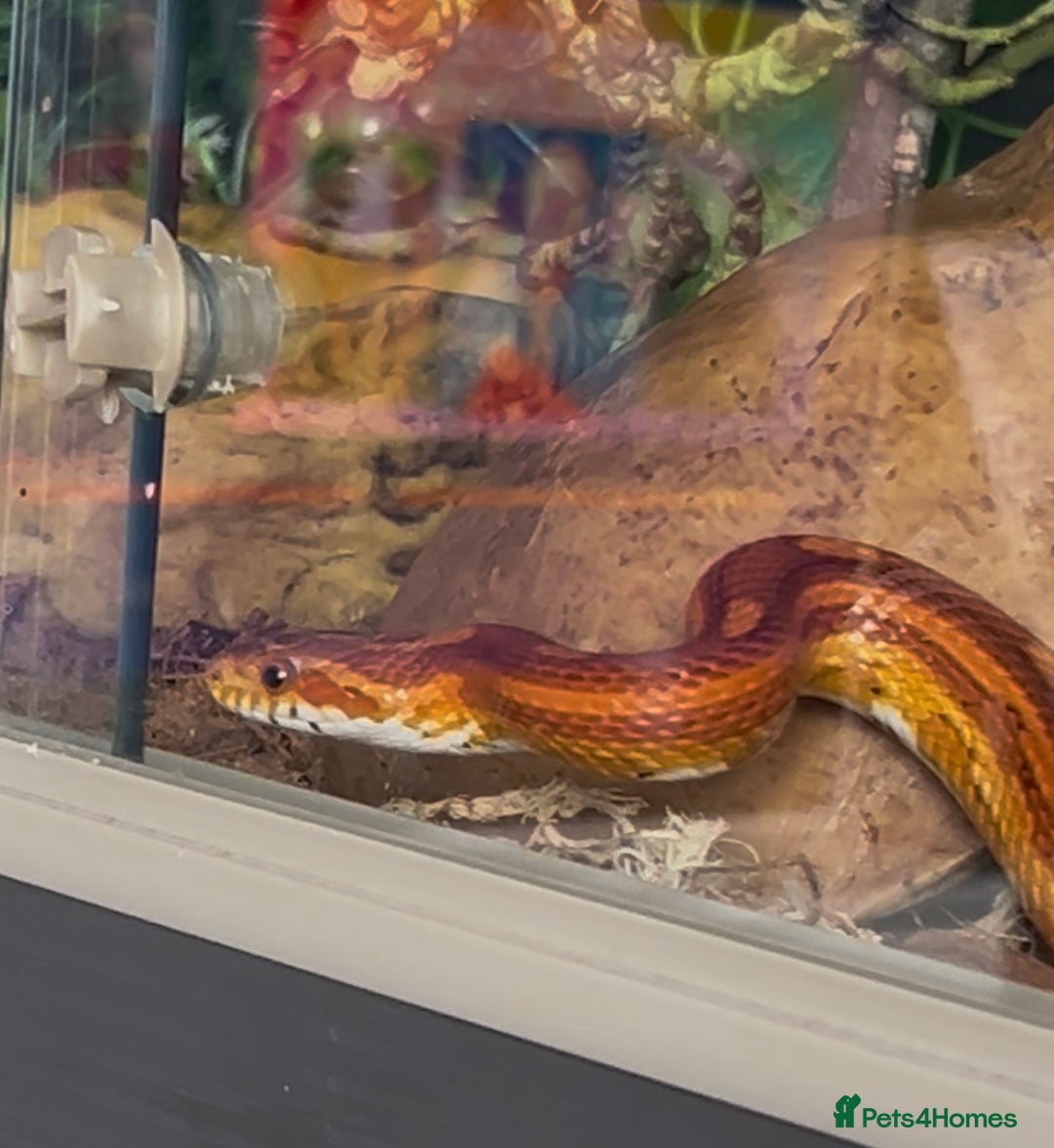 Corn Snake reptiles for sale: Corn snake and viv - Image 2