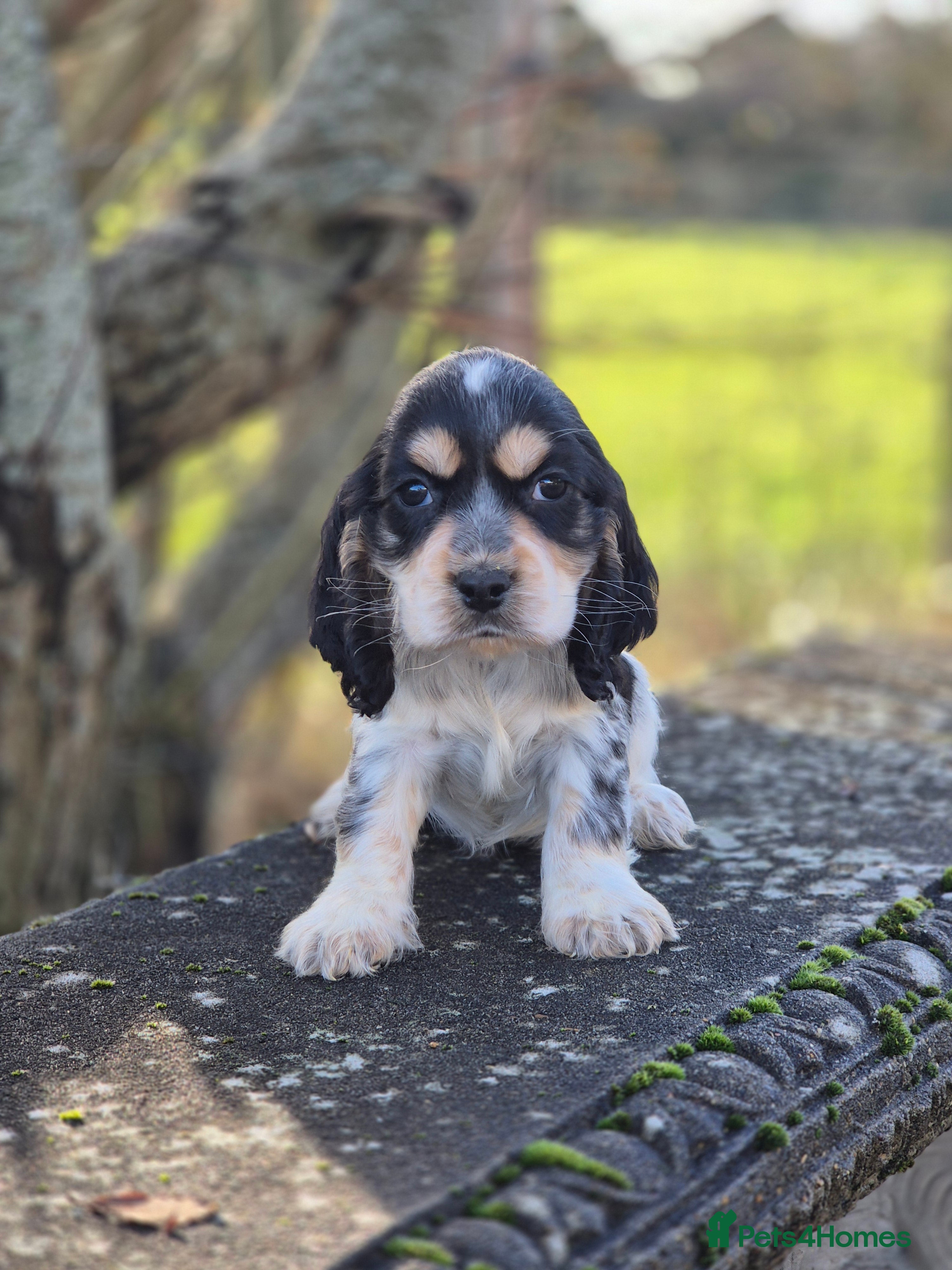 Cocker Spaniel dogs KC Reg Show Type Cockers DNA Tested - Advert 14