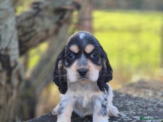 Cocker Spaniel dogs KC Reg Show Type Cockers - Advert 10