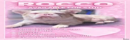 French Bulldog dogs for stud: 💓 Rocco, Pink Fluffy Boy For Stud 💓  - Advert 6