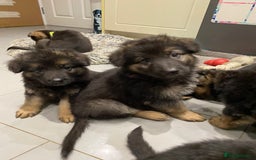 German Shepherd dogs for sale: KC Reg. Amazing Beautiful Girls Awaiting A Home ❤️ - Image 19