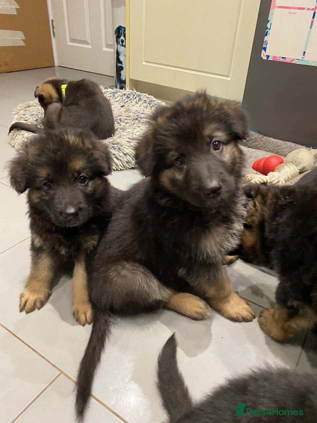 German Shepherd dogs for sale: KC Reg. Amazing Beautiful Girls Awaiting A Home ❤️ - Image 19