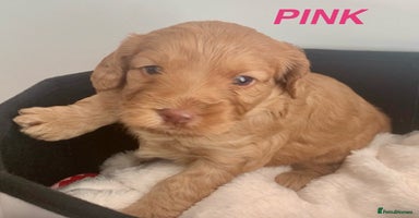 Cockapoo dogs - Advert 6