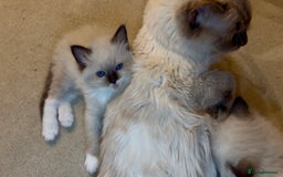 Ragdoll cats for sale: READY SOON!! PUREBRED RAGDOLL KITTENS - Image 11