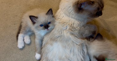 Ragdoll cats - Advert 2