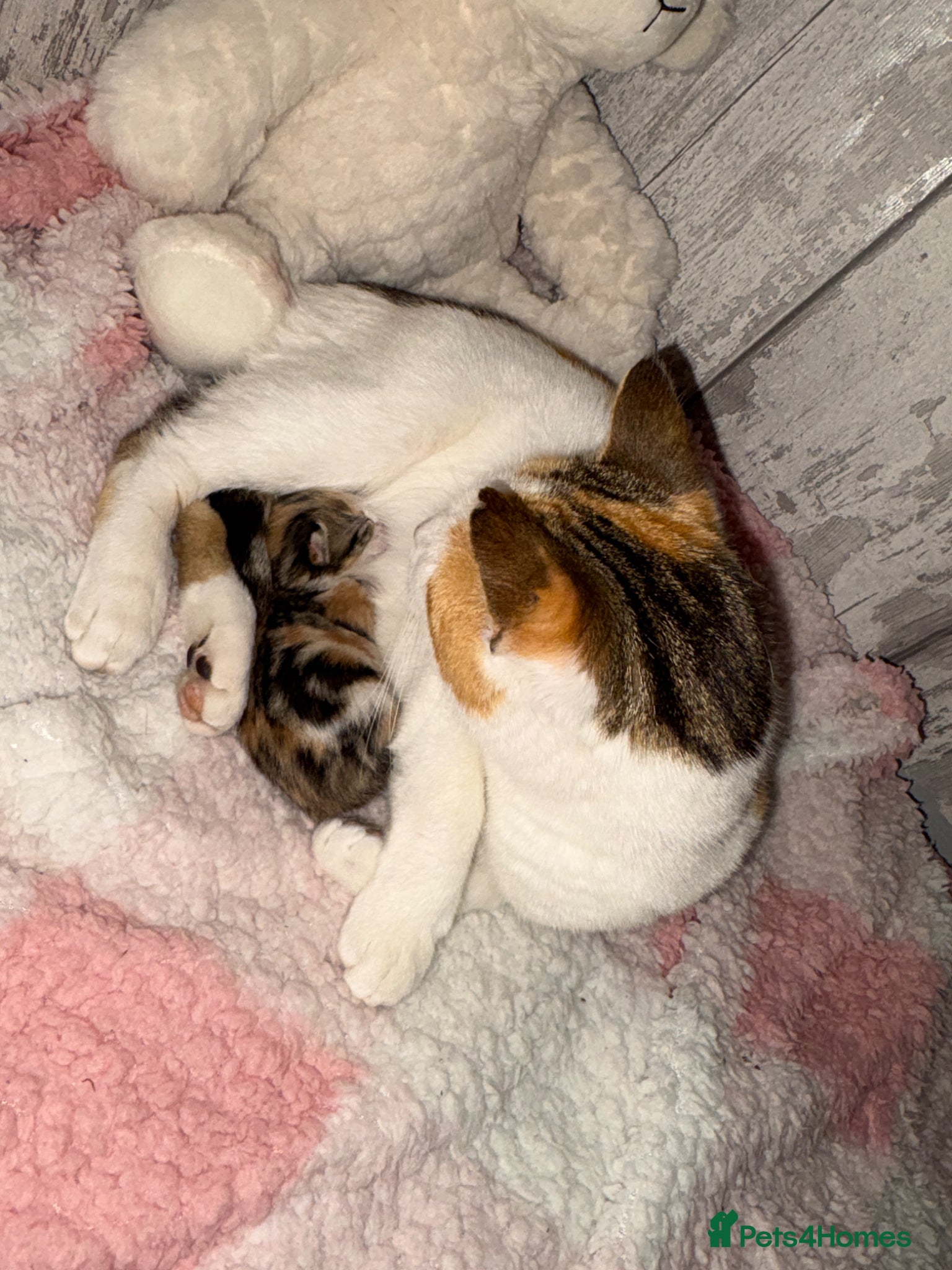 Domestic Shorthair cats Female baby kitten  - Advert 3