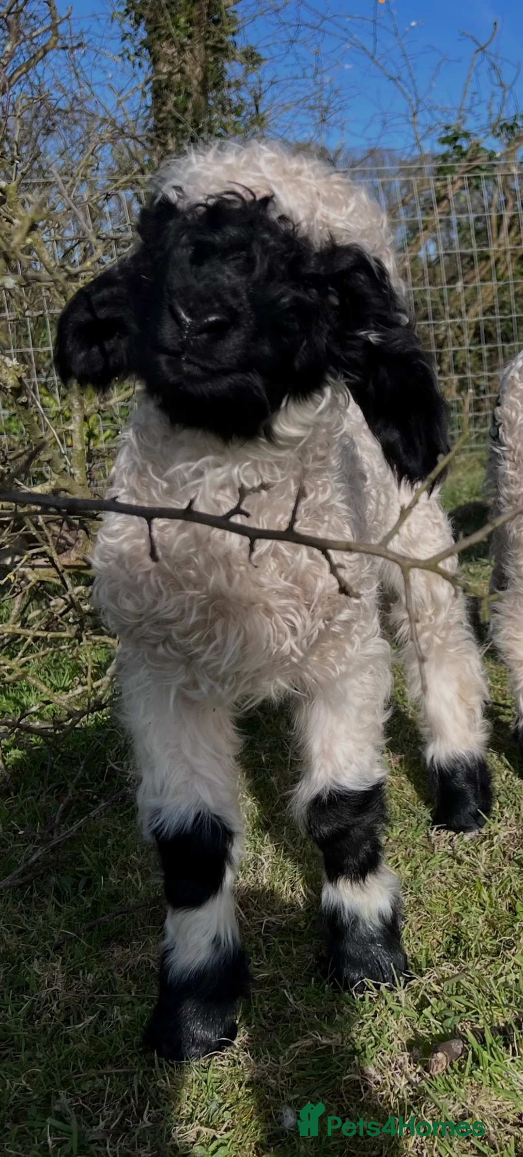 Sheep livestock for sale: Swiss Bred Valais Blacknose ewe Lamb - Advert 2