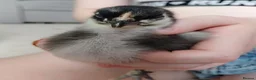Chickens poultry for sale: Bantam Orpington Chicks - Advert 3