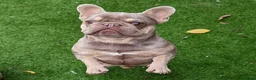 French Bulldog dogs for stud: Tiny 8kg Isabella and tan quad  - Advert 7