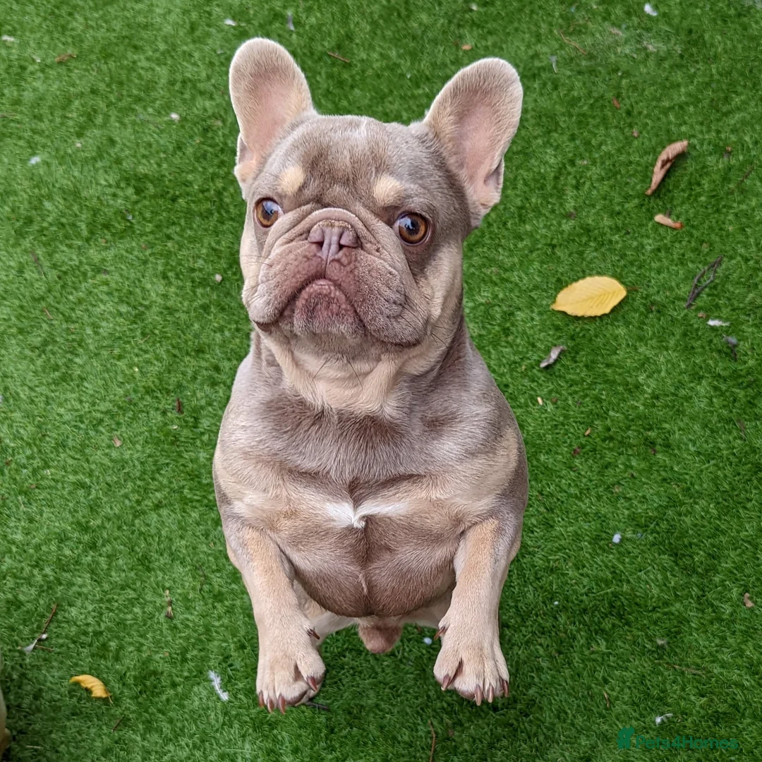 French Bulldog dogs for stud: Tiny 8kg Isabella and tan quad  - Advert 7