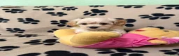 Poochon dogs for sale: ***Beautiful Poochon puppies Boys and Girls*** - Advert 10
