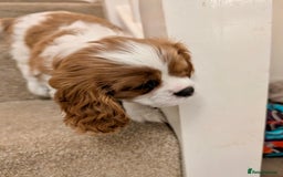 Cavalier King Charles Spaniel dogs for sale: Fully health tested CKCS 🐶💙🐾 - Image 6